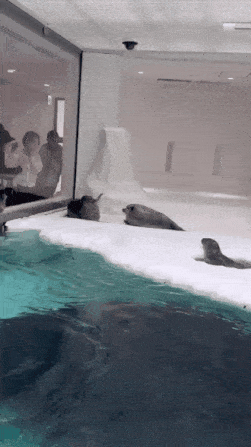 GIF_20250304_013130_607.gif
