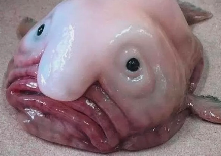 %eb%b8%94%eb%a1%9d%ed%94%bc%ec%89%ac.PNG